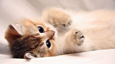 Фотообои Милые котики на стену. Купить фотообои Милые котики в  интернет-магазине WallArt