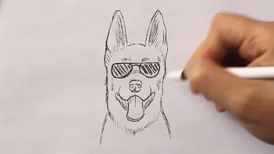 Милая собака рисунок - фото и картинки abrakadabra.fun
