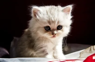Создаю мимимишные картинки про ваших крох😍🤗 | Instagram