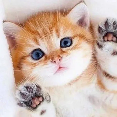 Pro Pin Co. Значки на рюкзак Мимимишные Котики