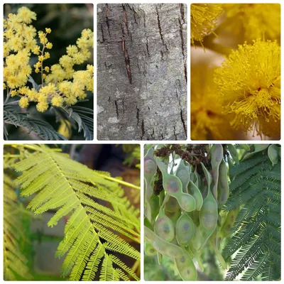 МИМОЗА \"ACACIA DEALBATA\": купить мимозу (Acacia Dealbata) почтой | PLOD.UA