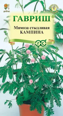 Купить Ароматическое масло \"Мимоза и Мандарин\" (CS - Mimosa and Mandarin)  10 мл с доставкой по Владивосток