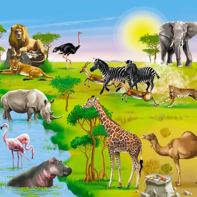 Книга \"Мир животных. От актинии до ягуара\" - | Купить в США – Книжка US