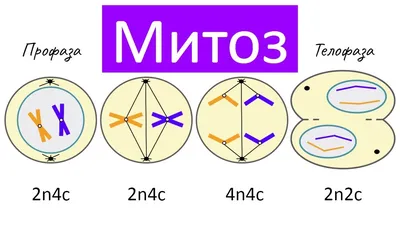 Митоз - деление клетки | самое простое объяснение - YouTube