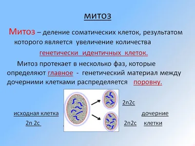 Митоз - простыми словами. | Медицина простыми словами | Дзен