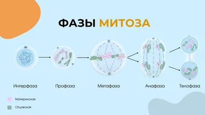 Деление клеток: митоз, мейоз, бинарное деление надвое, амитоз. | СтадикÓн -  онлайн школа | ОГЭ | ЕГЭ | Дзен