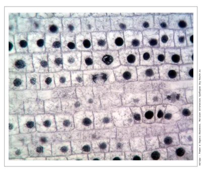 Фазы деления клетки: митоз и мейоз, их сходства и различия - типы и виды  деления клеток, прямое и непрямое д… | Митоз, Уроки биологии, Углубленное  изучение биологии
