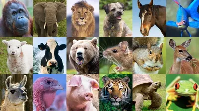 Животные млекопитающие долгожители - 68 фото