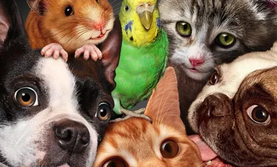 Первые животные. Издательский Дом Азбукварик - «100 животных в одной книге!  Фото каждой страницы!» | отзывы
