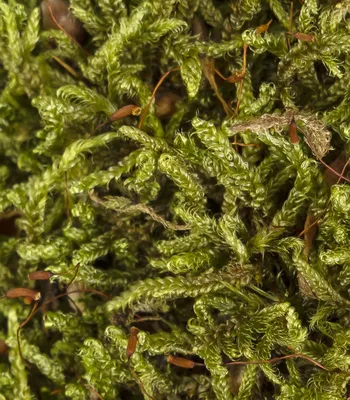 Стабилизированный мох лесной листостебельный, пластами - Мох - купить у  производителя Мульча.рф
