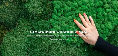 Стабилизированный мох для декора купить в Минске