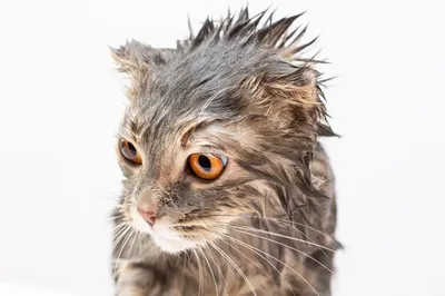 Мокрая кошка после душа или ванны | Премиум Фото
