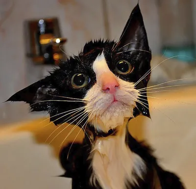 Мокрая кошка после душа или ванны | Премиум Фото