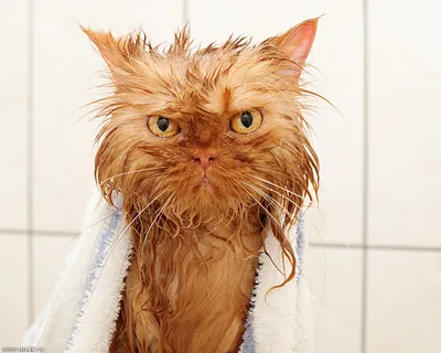 Мокрая кошка - несчастная кошка | Пикабу