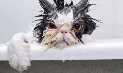 Котенок - мокрая кошка в полотенце после ванны стоковое фото ©mettus  29434391