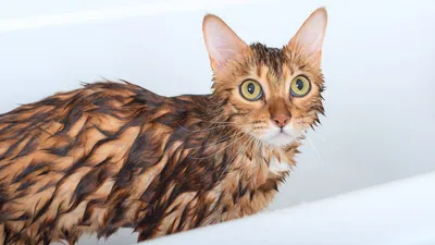 Мокрая кошка в полотенце - ePuzzle фотоголоволомка