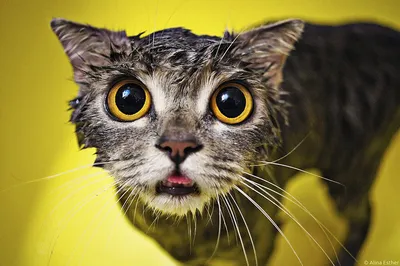 Фотогалерея - Мокрые кошки - Забавные фото кошек