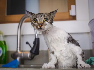 Фотографии мокрых кошек, которые заставляют вас смеяться! Вы не видели их  такими! | Ирина Антюхина | Дзен