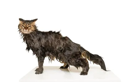 черная мокрая восточная кошка после мытья Стоковое Изображение -  изображение насчитывающей разведенными, пушисто: 229481711