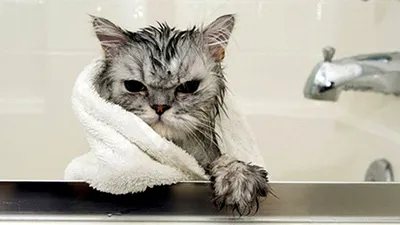 Мокрый кот - 58 фото | Иллюстрации кот, Кошачий рисунок, Аниме кошки