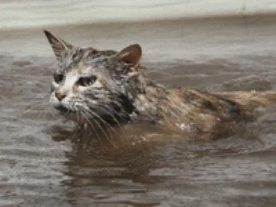 Мокрая кошка - 58 фото
