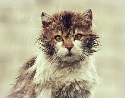 красивые картинки :: арт :: живность :: мокрый :: котэ (прикольные картинки  с кошками) / картинки, гифки, прикольные комиксы, интересные статьи по теме.