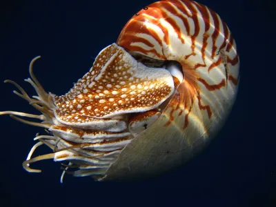 Сокровища морских глубин. Моллюски Государственный Дарвиновский музей