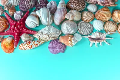 Японские моллюски asari стоковое изображение. изображение насчитывающей  моллюски - 195825273