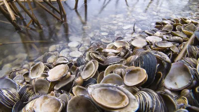 В Бишкеке нашли 40-граммовых моллюсков. Видео — Экология АКИpress