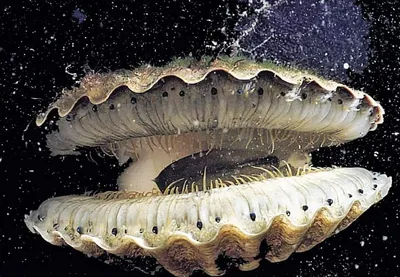 Тип Моллюски (Mollusca)