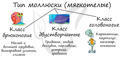 Яды, тяжелые металлы, радиоактивные элементы»: биолог объяснил, какие  моллюски представляют опасность для здоровья - Медицина, красота - Latvijas  reitingi