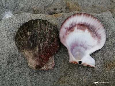 Брюхоногие моллюски | Моллюски, Ракушки