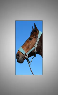 Голова лошади - 60 фото | Лошади, Коричневая лошадь, Животные
