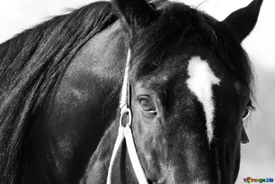 Морда лошади в профиль - красивые фото