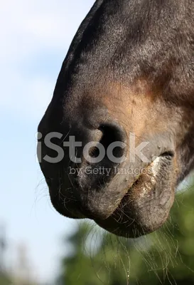 Голова лошади | Пикабу