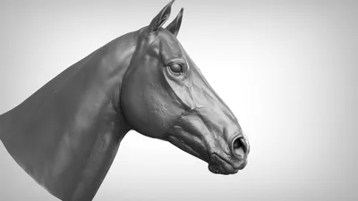 Морда лошади, коричневый и белый Нос лошади Стоковое Фото - изображение  насчитывающей намордник, черный: 197904358
