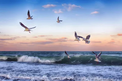 Море чайки картинки