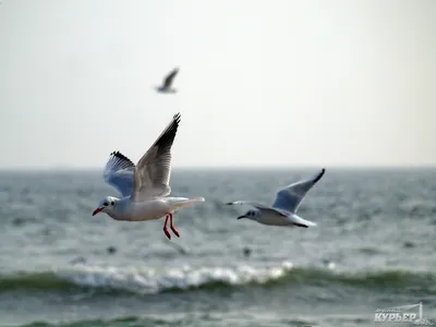 Море, чайки :: Эля Юрасова – Социальная сеть ФотоКто