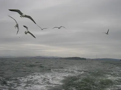 Море,чайки,осень.. | Фотосайт СуперСнимки.Ру