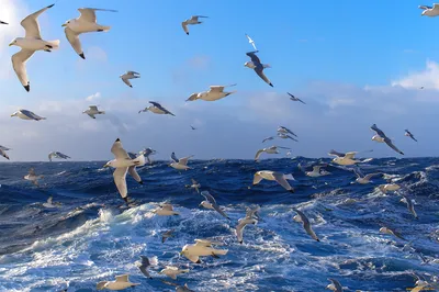 Одесса: море и чайки (ФОТО)