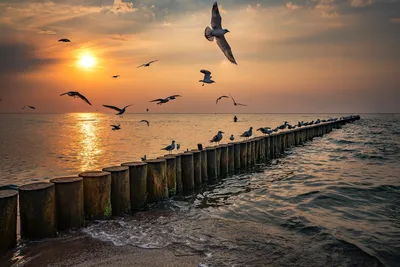Картинки море закат чайки (69 фото) » Картинки и статусы про окружающий мир  вокруг