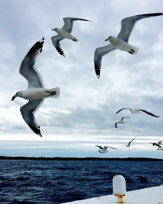 Море чайки» — создано в Шедевруме