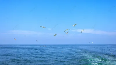 море чайки стоковое фото. изображение насчитывающей смотреть - 10904932