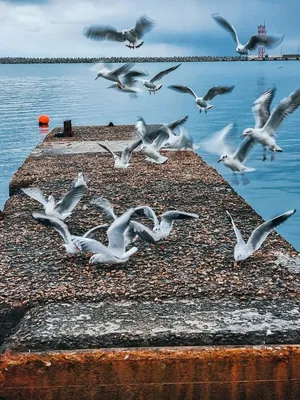 Картинки чайки над морем - фото и картинки: 46 штук