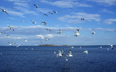 море чайки пляжа стоковое фото. изображение насчитывающей ландшафт - 94002