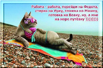 Хочу на море ... | Смешные кошки, Кошки, Смешной юмор