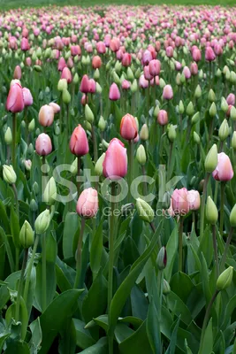 Букет цветов «Море тюльпанов» - закажи с бесплатной доставкой в Отрадном от  30 мин