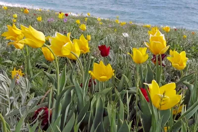 Море из тюльпанов, Голландия — ShowGirls