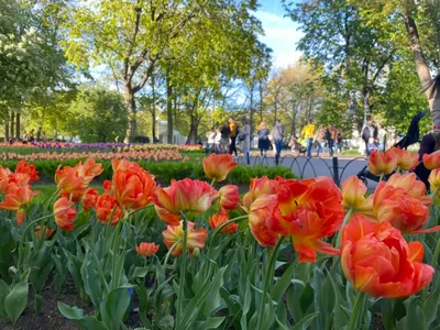 Море тюльпанов пейзаж» — создано в Шедевруме