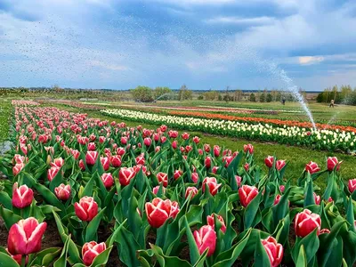 Тысячи туристов приехали в Крым на цветение заповедных тюльпанов -  Российская газета